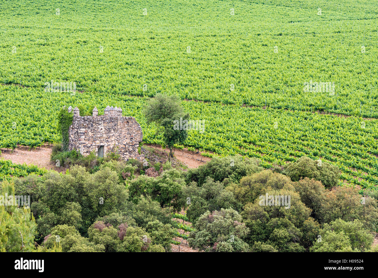 Weinberge rund um rund um eine kleine Ruine in der Nähe von Castell de Riudabella, Vimbodi, Katalonien, Spanien Stockfoto