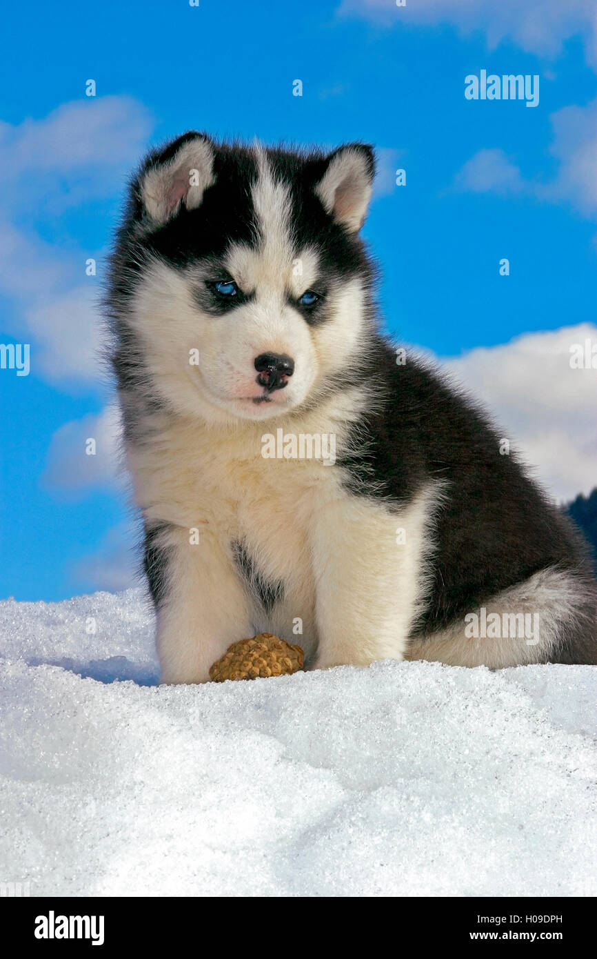 Siberian Husky Welpen sitzen im Schnee Stockfoto