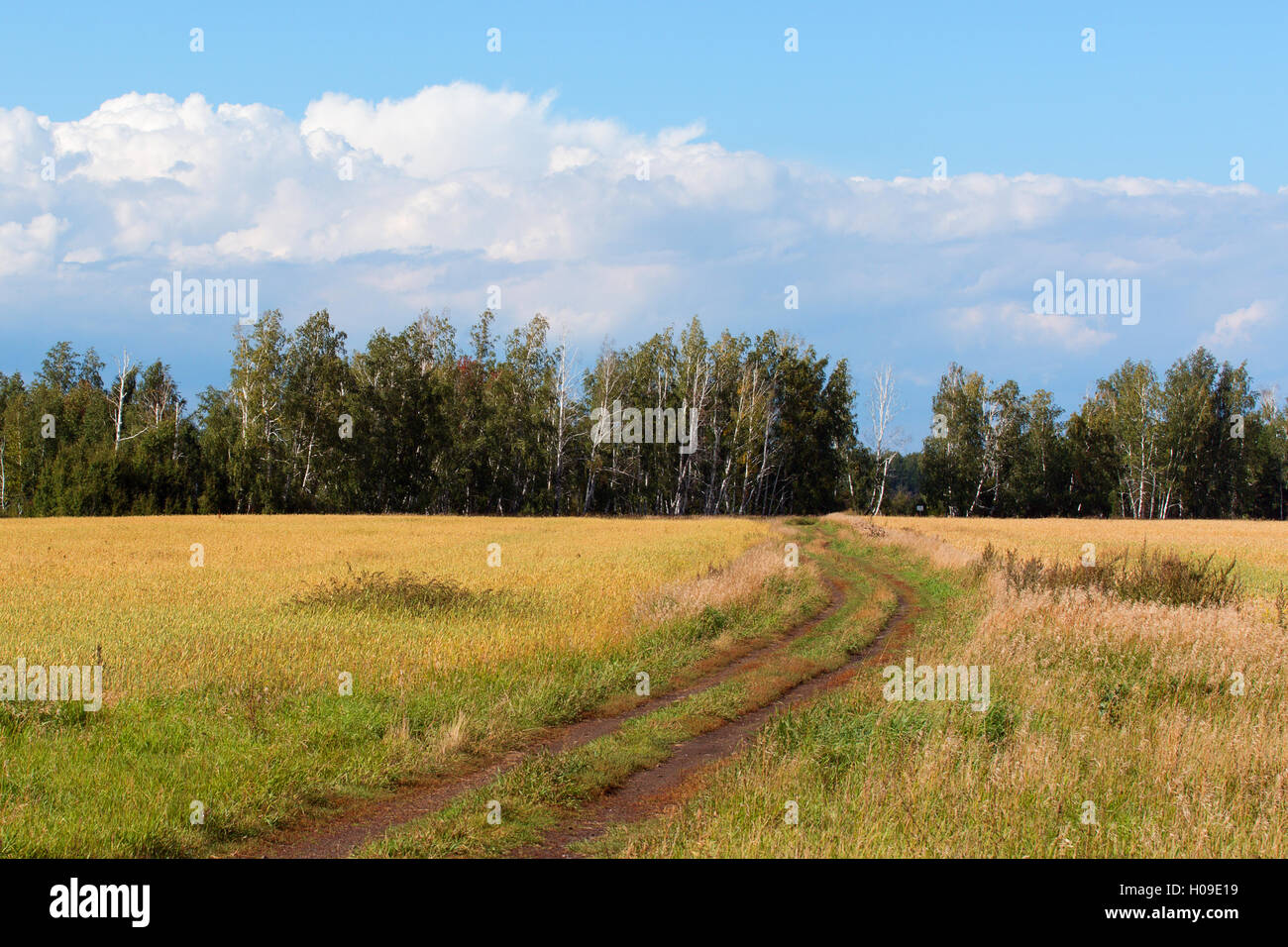Feldweg in den Birkenwald Stockfoto
