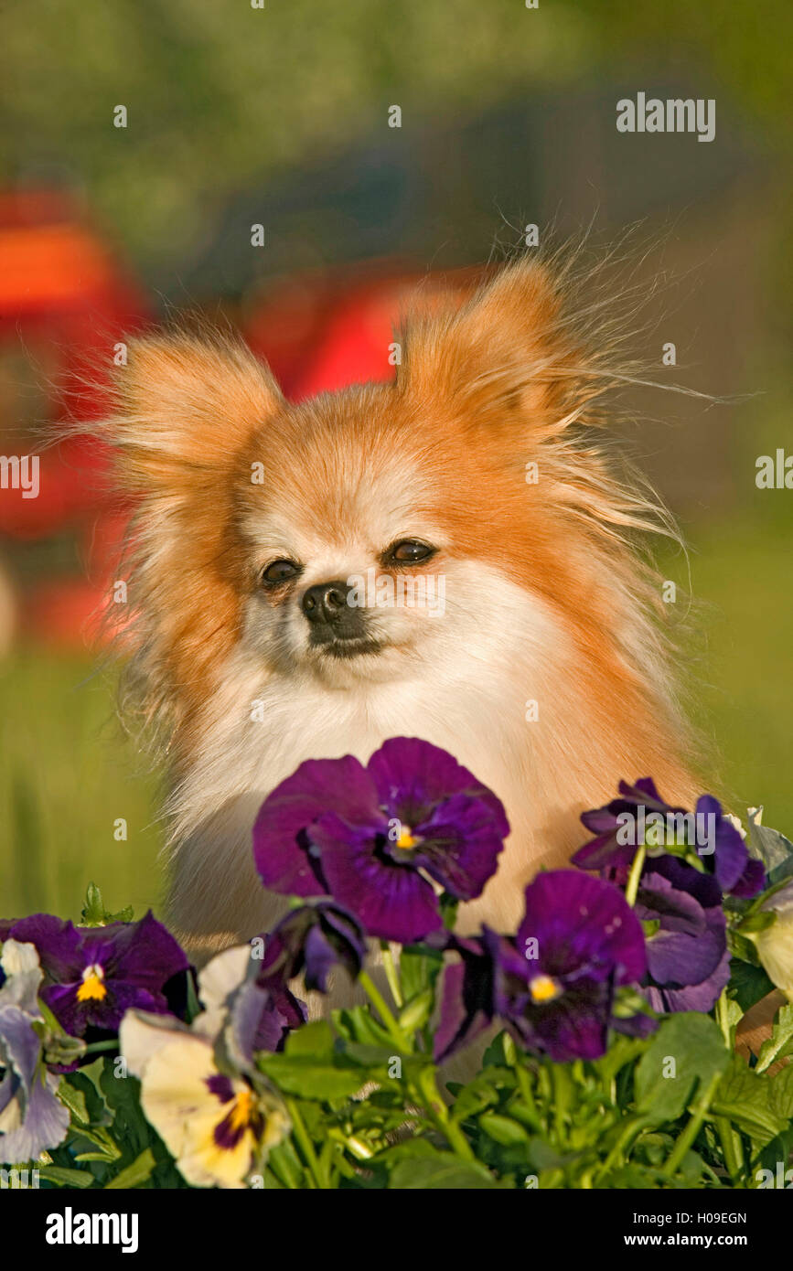 Pommerschen Hund im Garten beobachten hinter Blumen Stockfoto