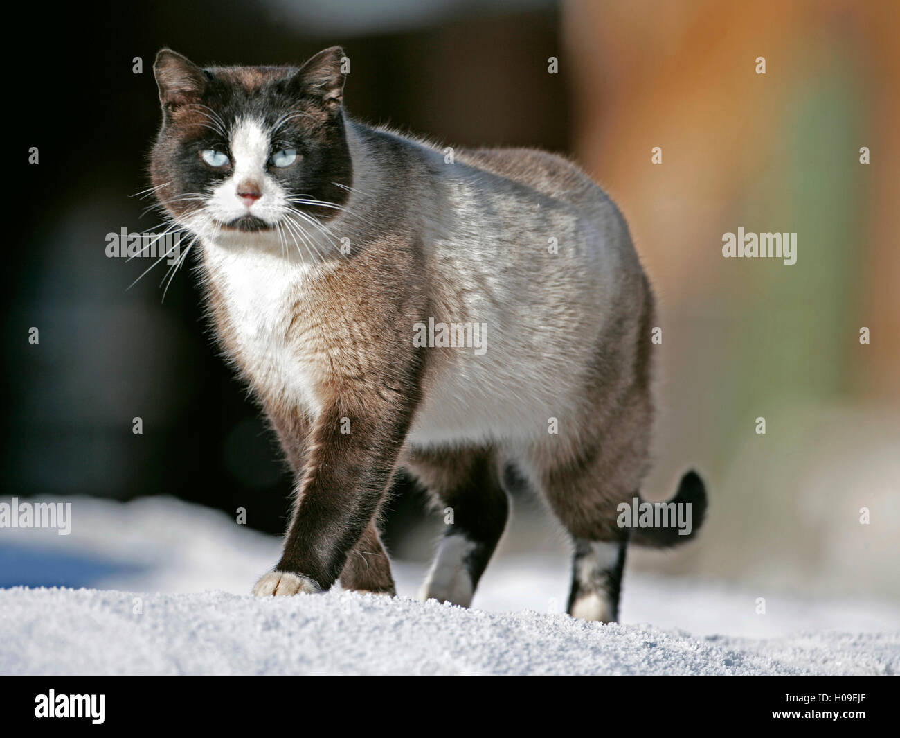 Siamesische Katze überqueren zu Fuß auf Schnee Stockfoto