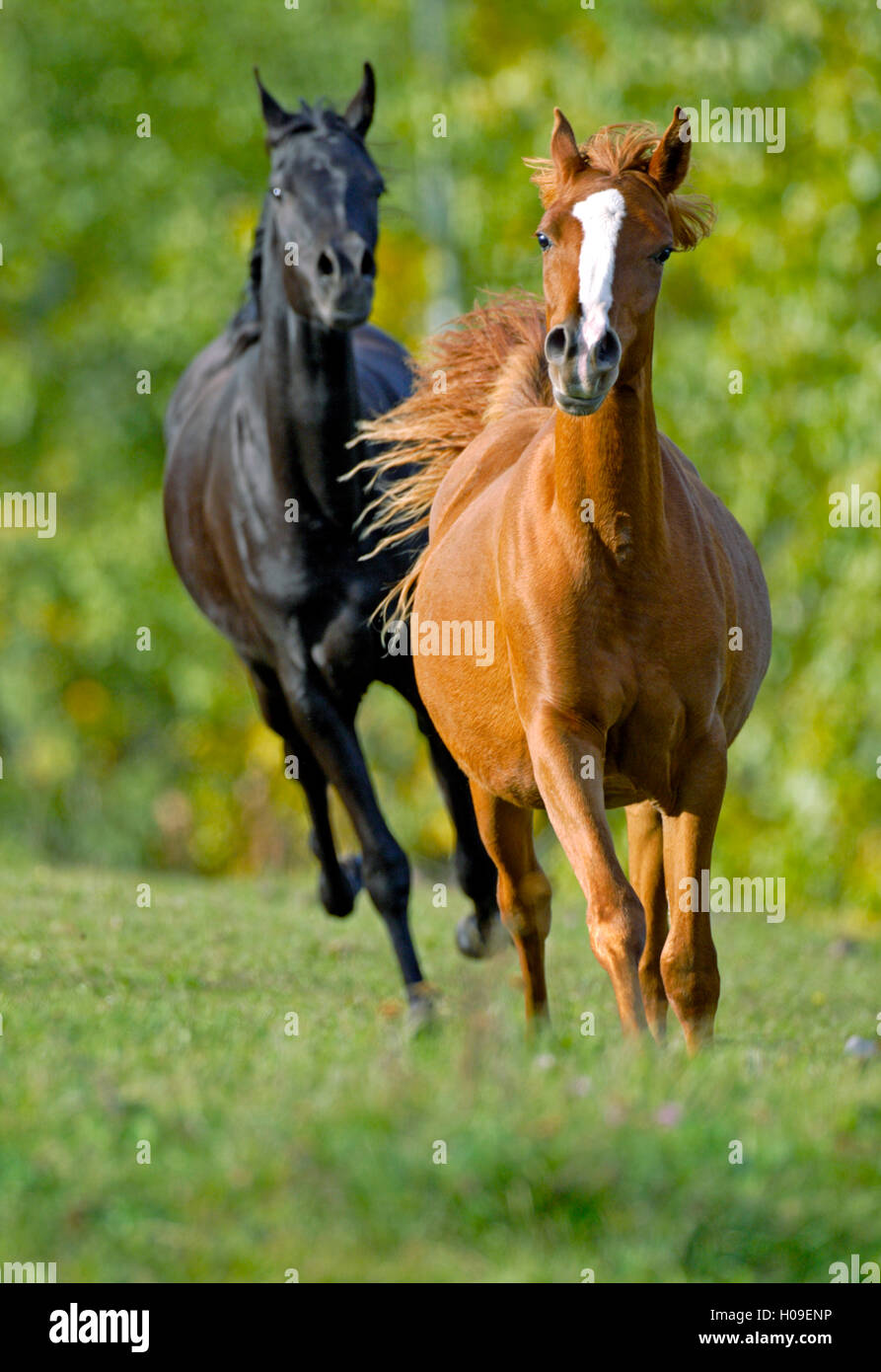 Zwei arabische Pferde im Galopp zusammen, im Sommer Weide Stockfoto