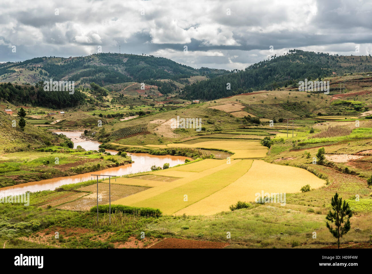 Reis-Reisfeld-Landschaft in der Nähe von Antananarivo, Provinz Antananarivo, östlichen Madagaskar, Afrika Stockfoto