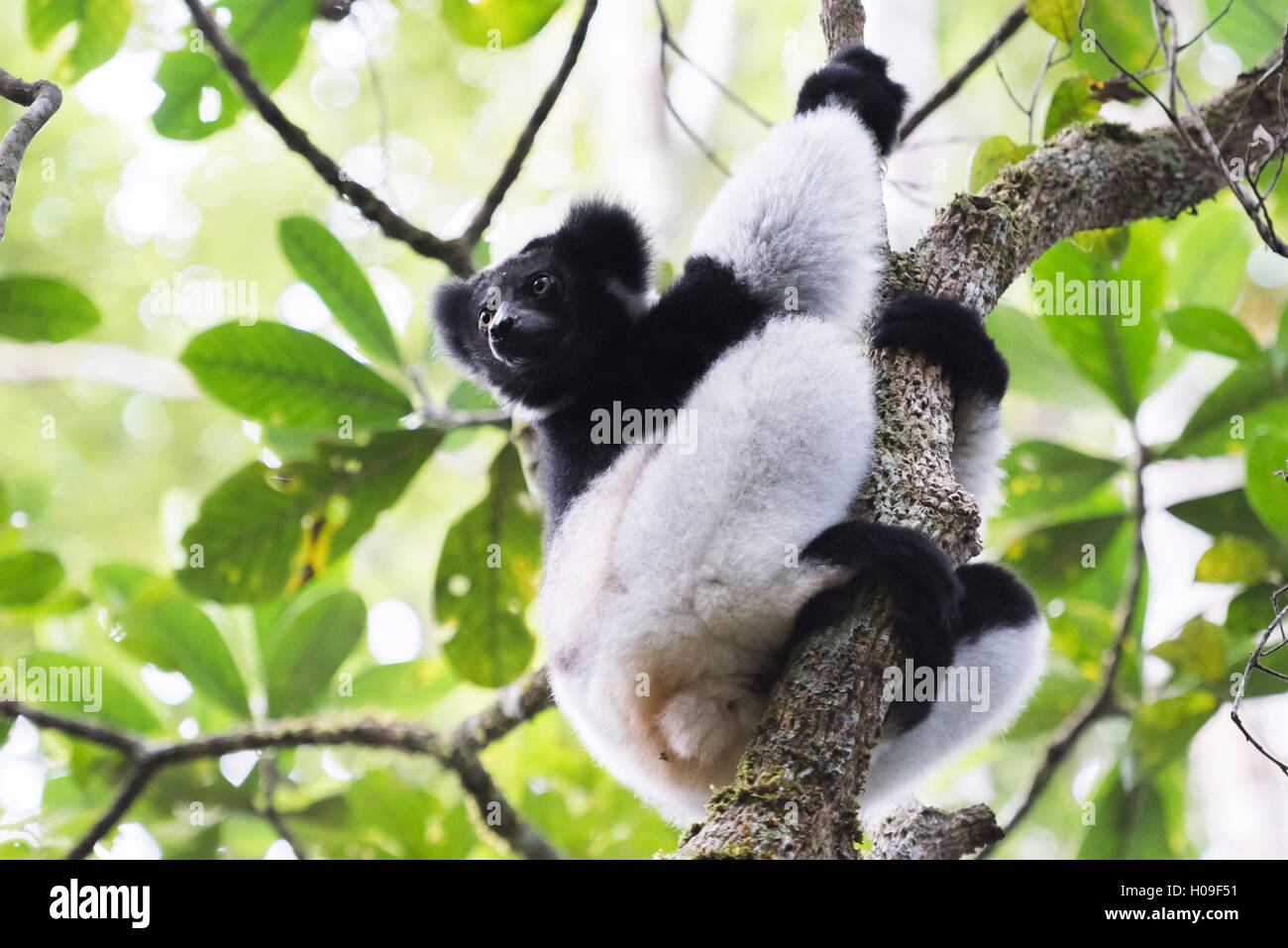 Indri (Babakoto) (Indri Indri), ein großer Lemur in Andasibe-Mantadia Nationalpark, Perinet Reservat, Afrika, östlichen Madagaskars Stockfoto