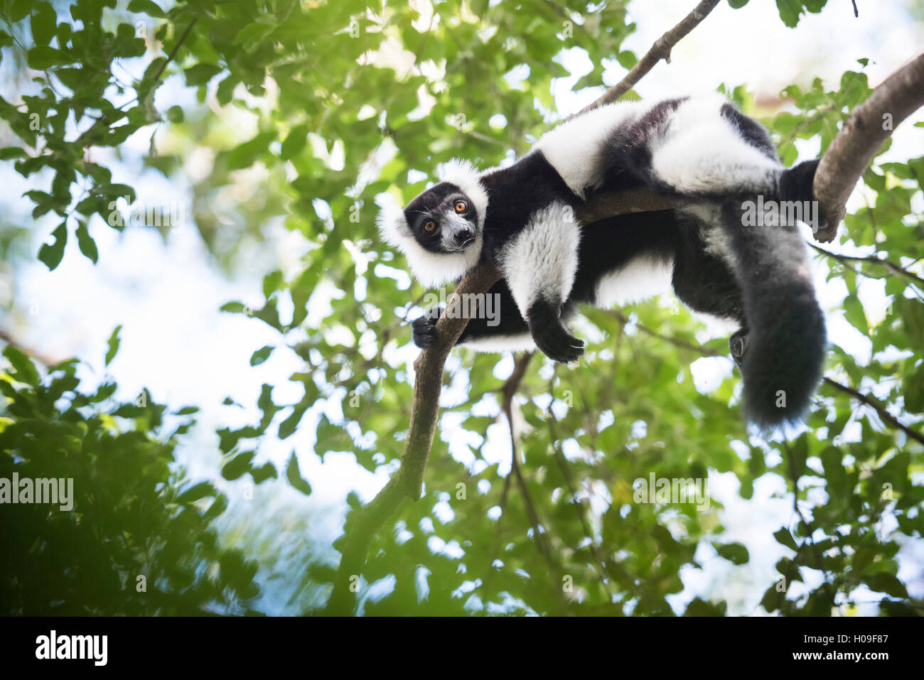 Schwarz und weiß Ruffed Lemur, endemisch auf Madagaskar, gesehen auf Lemureninsel, Andasibe Nationalpark, Madagaskar Stockfoto