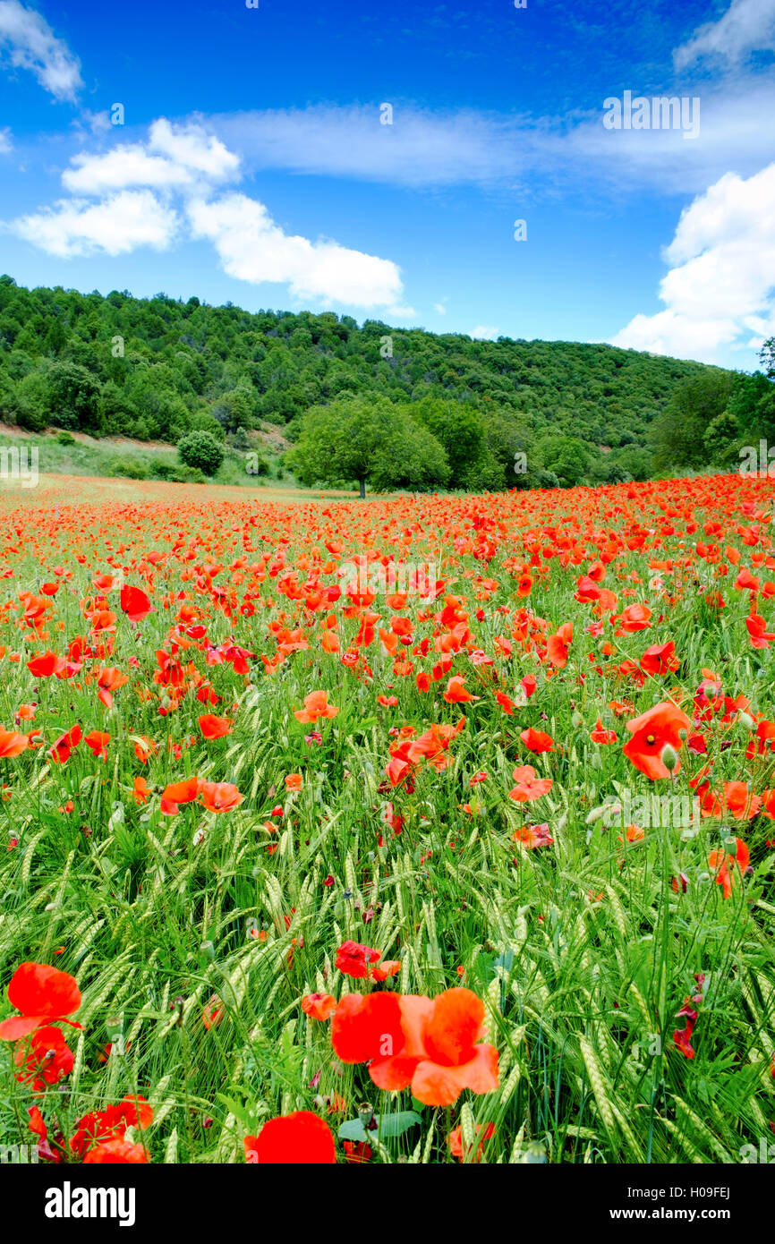 Mohnfelder in der Nähe von Covarrubias, Kastilien und Leon, Spanien, Europa Stockfoto