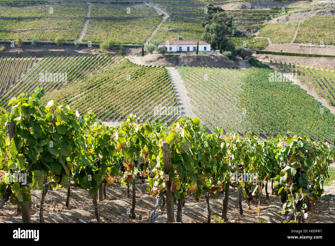 Weinreben, die Reifung in der Sonne auf einem Weingut in der Alto Douro, Portugal, Europa Stockfoto