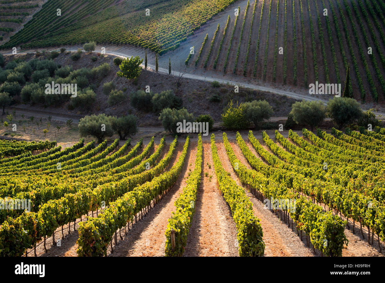 Reihen von Weinreben, die Reifung in der Sonne auf einem Weingut in der Alto Douro Region, Portugal, Europa Stockfoto