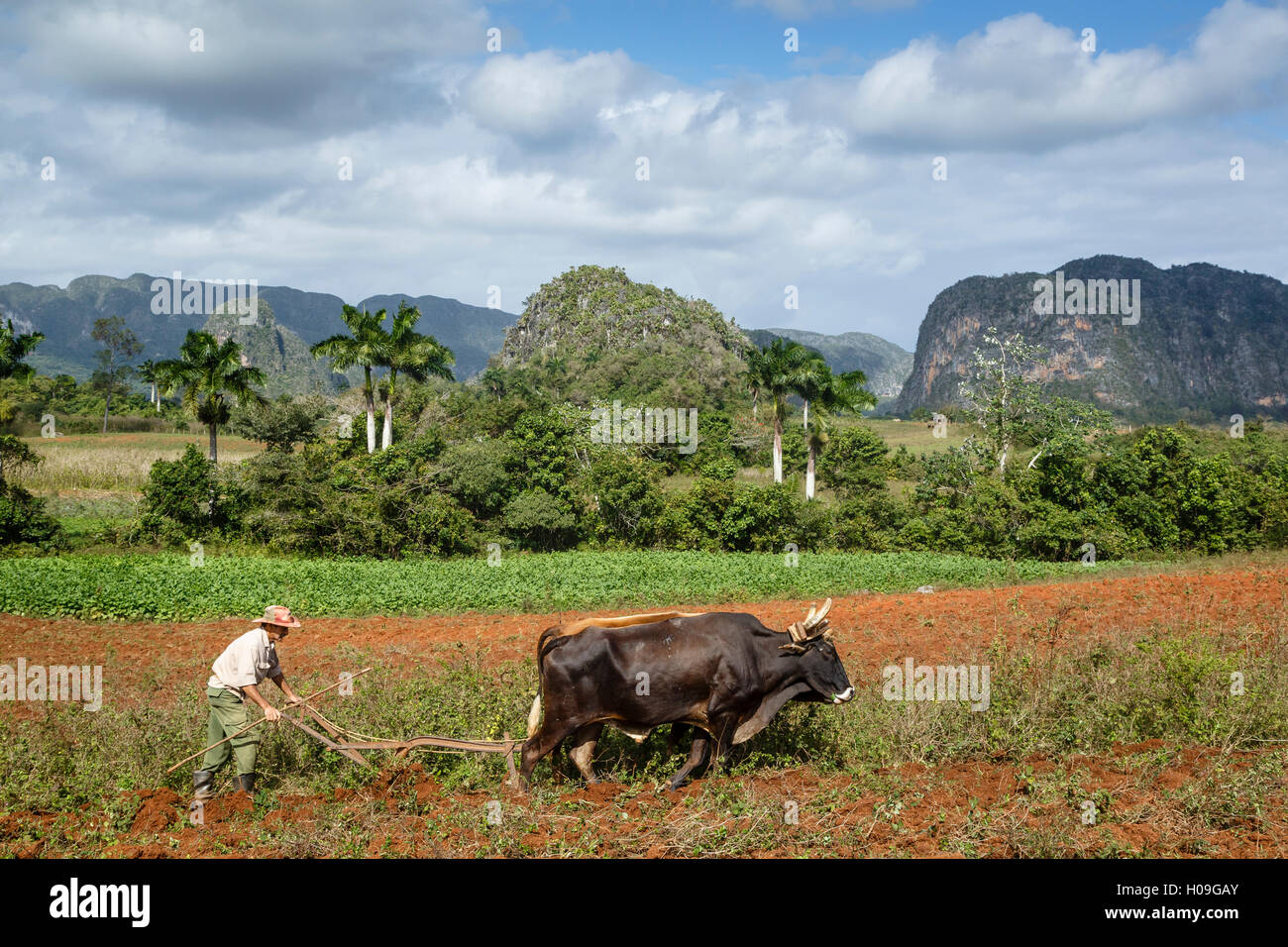 Landwirt im Bereich in Vinales Tal, UNESCO-Weltkulturerbe, Pinar Del Rio, Kuba, Karibik, Karibik Stockfoto