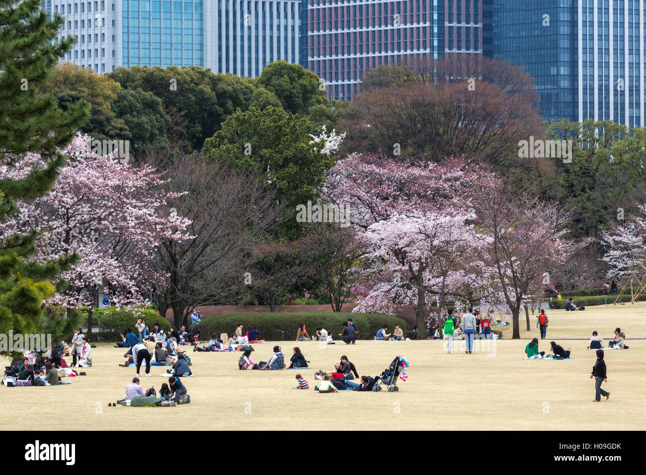 Menschen entspannen und picknicken unter die schöne Kirschblüte in Tokyo Imperial Palace East Gardens, Tokio, Japan, Asien Stockfoto