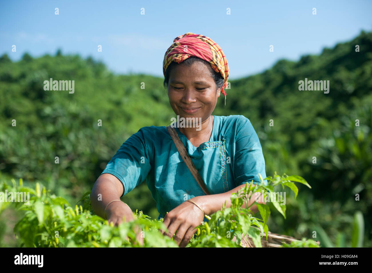 Eine Marma-Frau sammeln Chilischoten, Chittagong Hill Tracts, Bangladesch, Asien Stockfoto