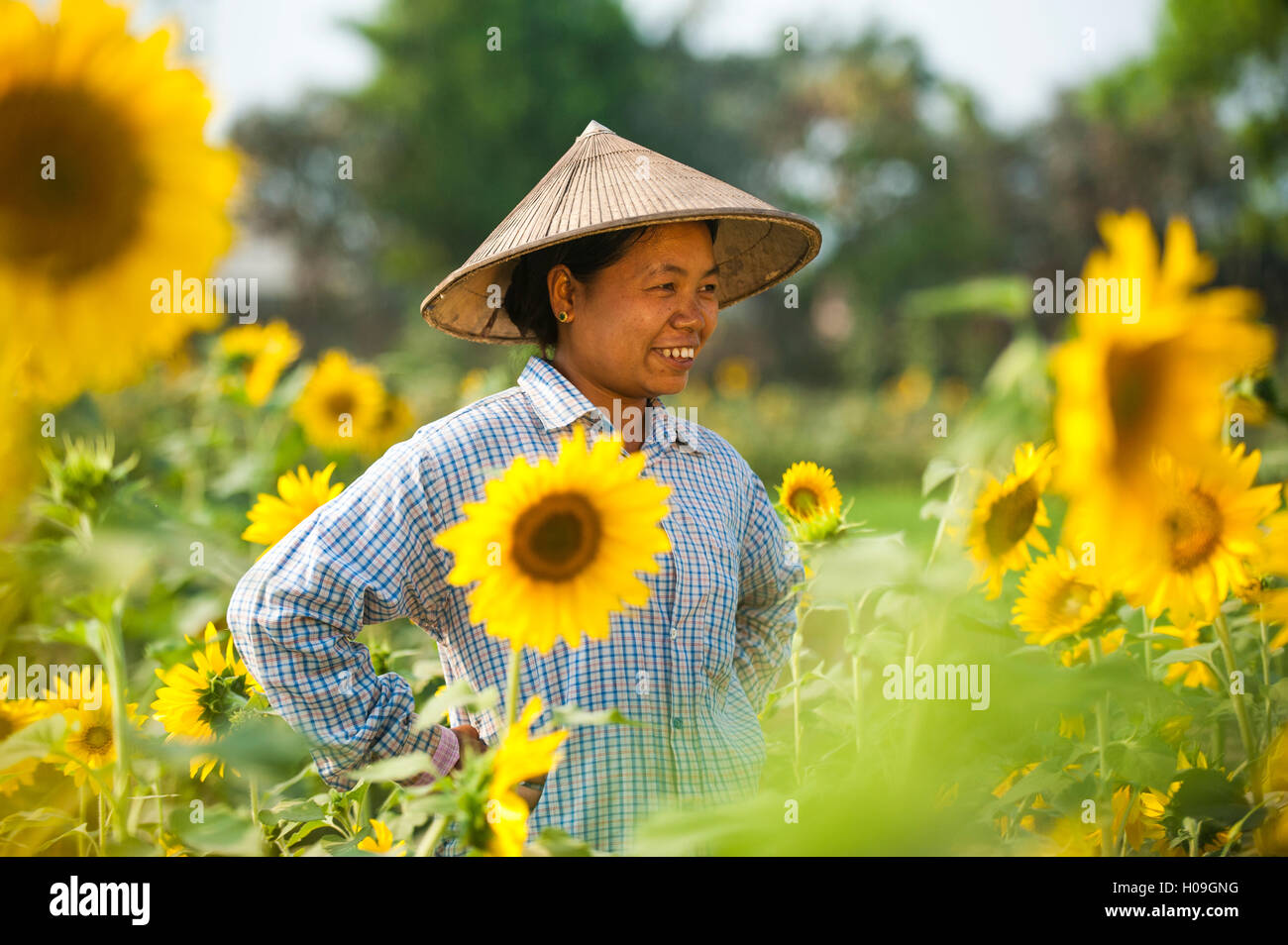 Eine Frau arbeitet in einem Sonnenblumenfeld in der Nähe von Myitkyina im Kachin-Staat, Myanmar (Burma), Asien Stockfoto