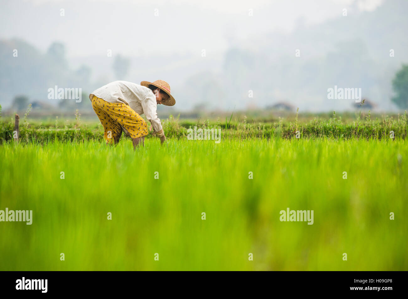 Eine Frau Pflanzen Reis in Reisfeldern in der Nähe von Myitkyina, Myanmar (Burma), Asien Stockfoto
