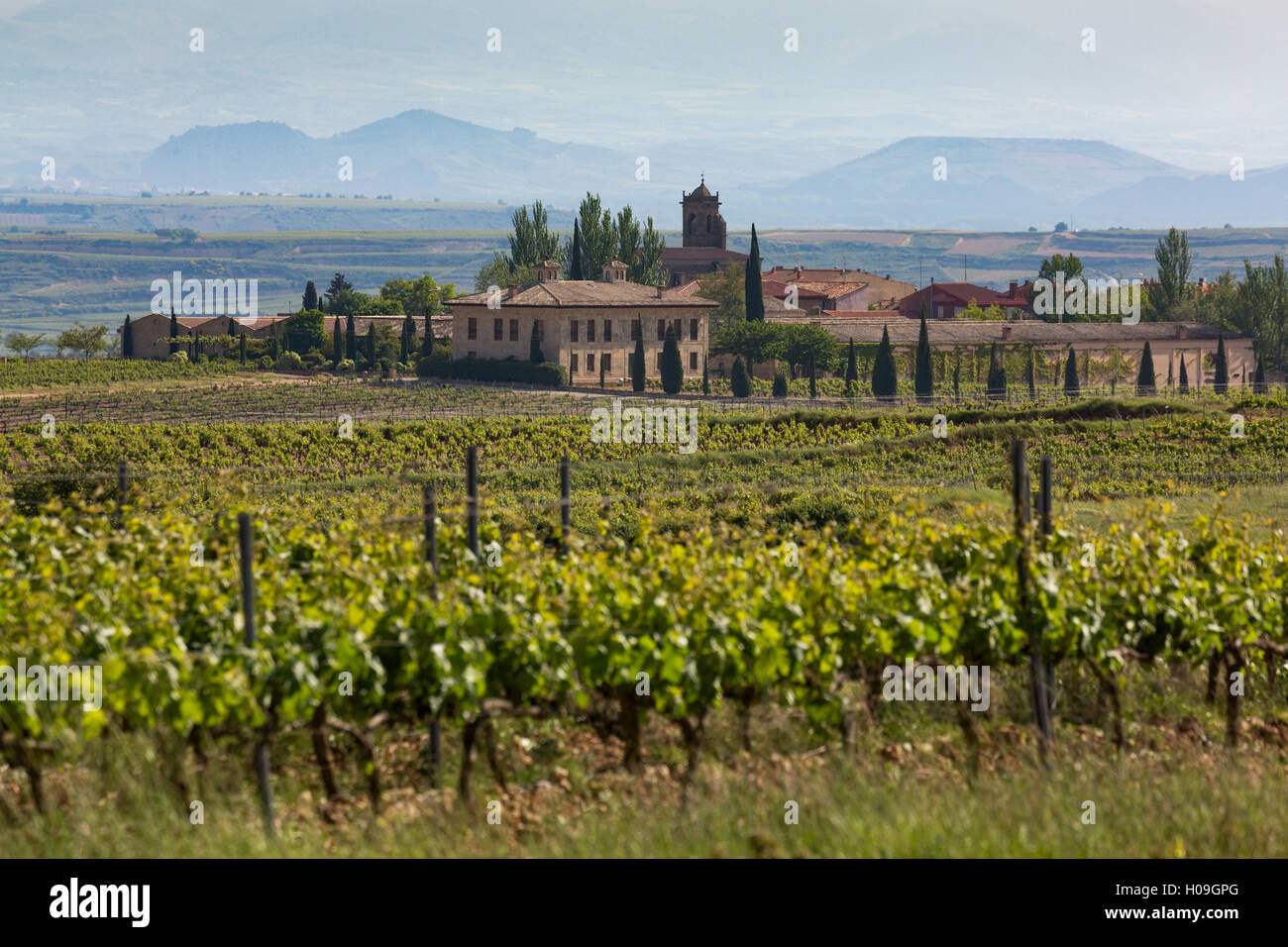 Idyllischen Weinberg in La Rioja, Spanien, Europa Stockfoto