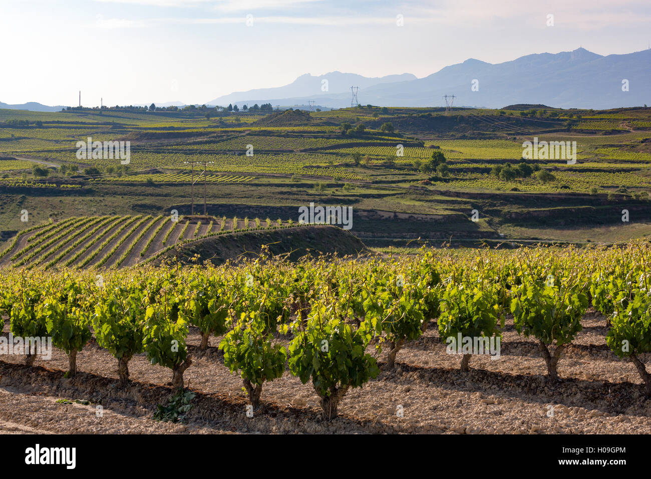 Weinberge in der Rioja, Spanien, Europa Stockfoto