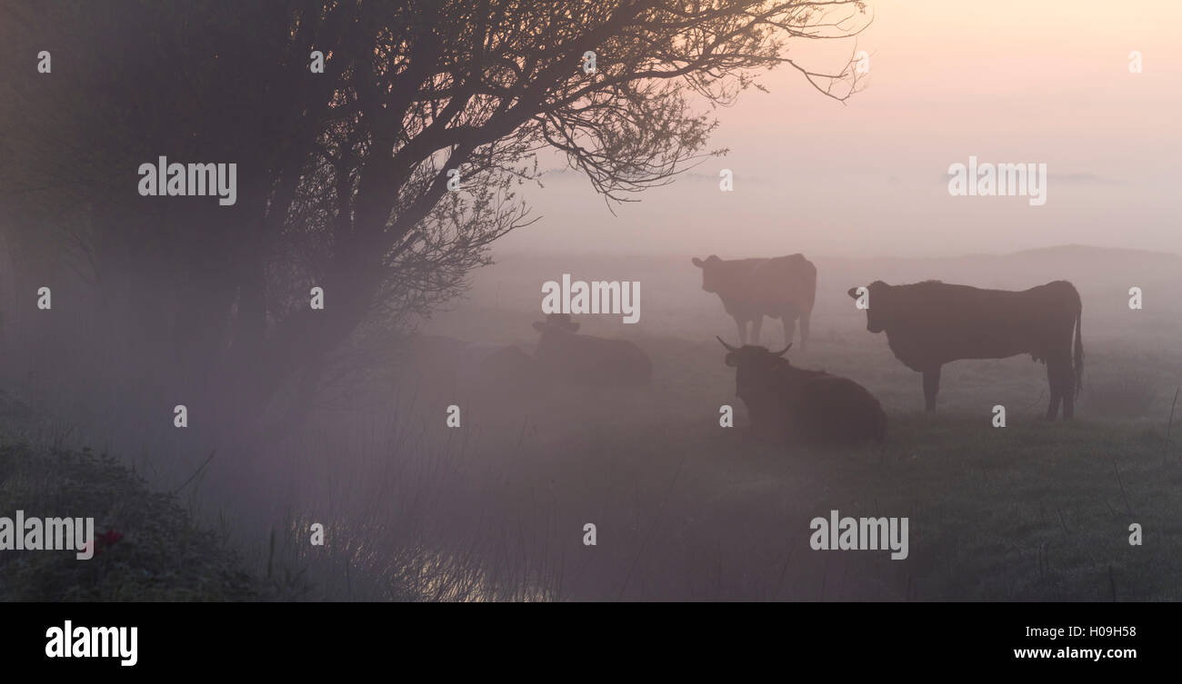 Kuh in einem Feld an einem nebligen Morgen in der Nähe von Potter Heigham, Norfolk, England, Vereinigtes Königreich, Europa Stockfoto