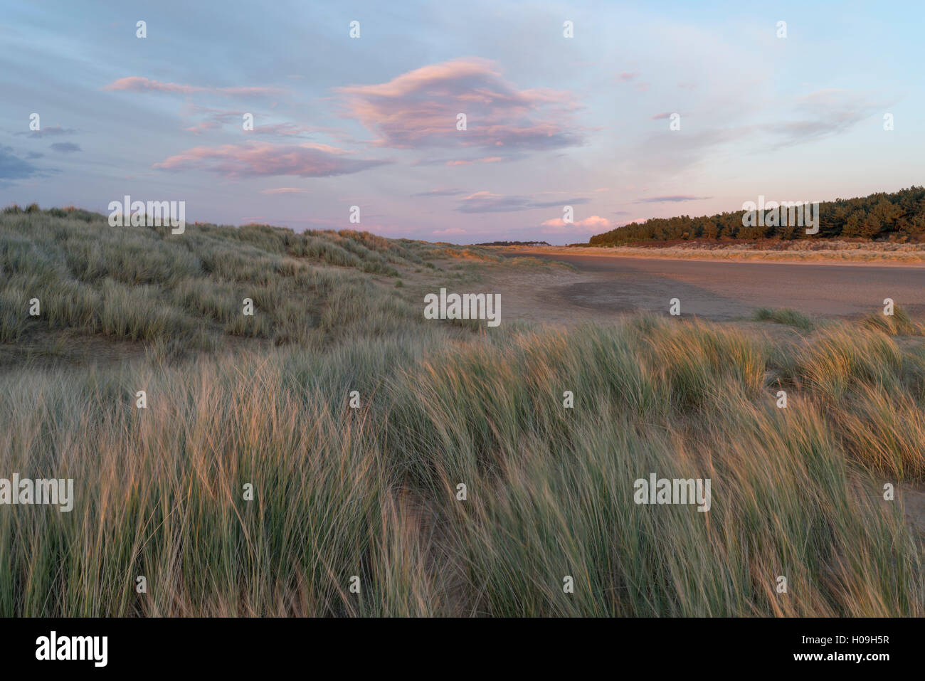 Dünen, Strand und Pinienwald am Holkham Bay, Norfolk, England, Vereinigtes Königreich, Europa Stockfoto