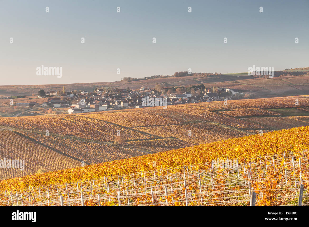 Herbst in den Weinbergen von Chablis, Burgund, Frankreich, Europa Stockfoto