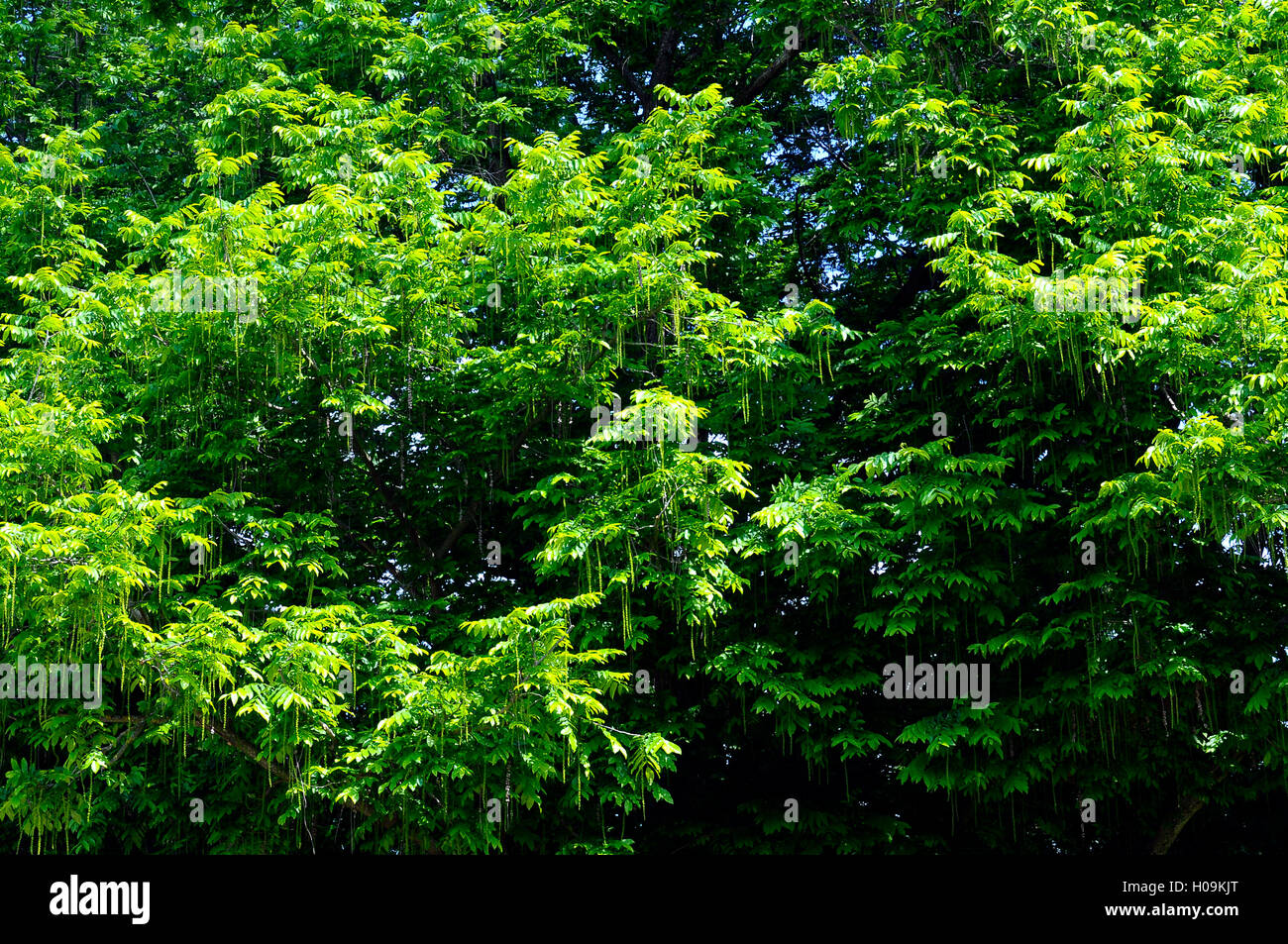 Hintergrund der grünen Laub eines Baumes für Textur Stockfoto