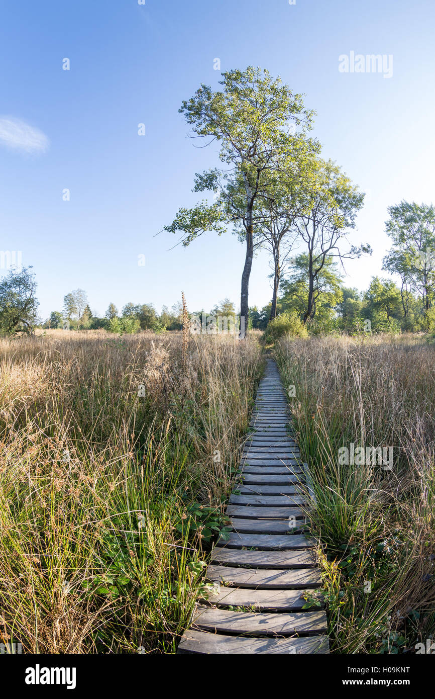 Hohes Venn Brackvenn (Hautes Fagnes, Hoge Venena, hohe Vens) in