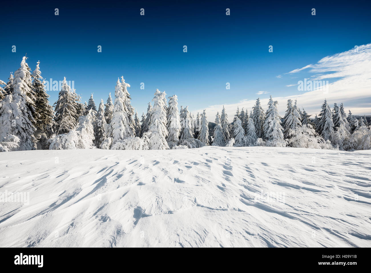 Verschneite Tannen, Schneeverwehungen, Schauinsland, Freiburg im Breisgau, Schwarzwald, Baden-Württemberg, Deutschland Stockfoto