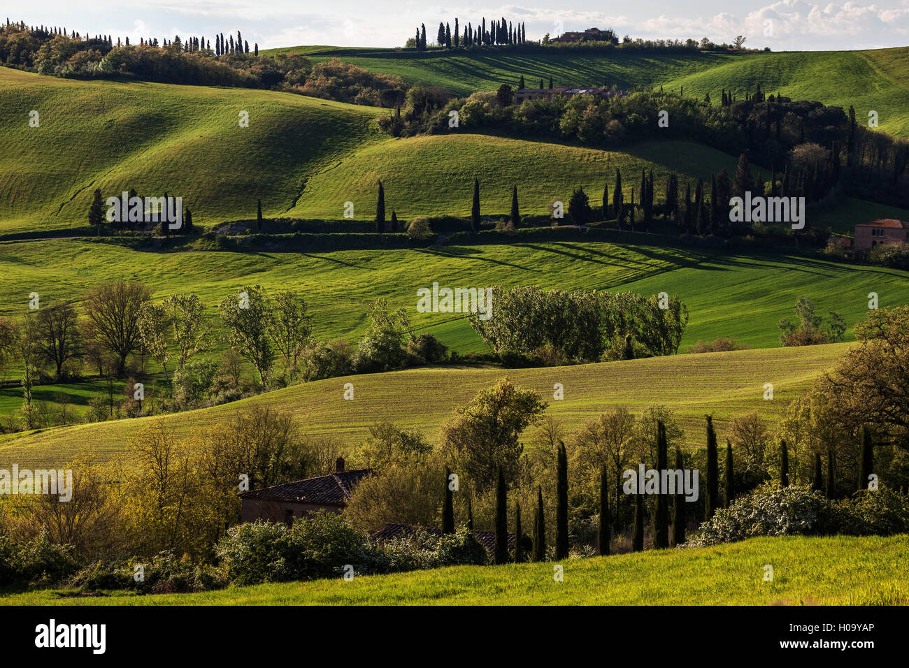 Toskanische Hügellandschaft mit Zypressen, in der Nähe von Montenori, Toskana, Italien Stockfoto