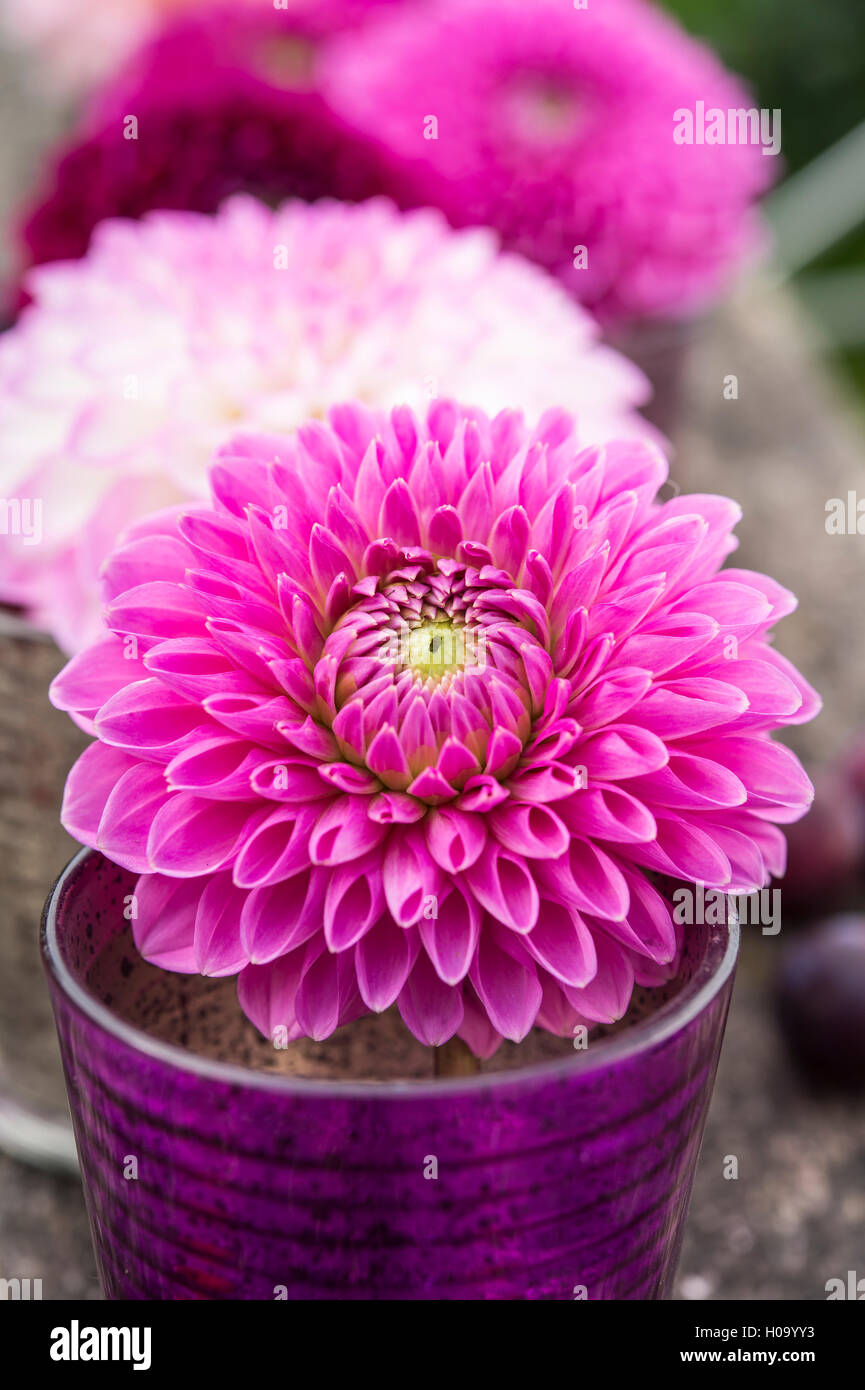 Dahlie (Dahlia Hybriden), Farbabstufungen Bordeaux, violett Glas Vase