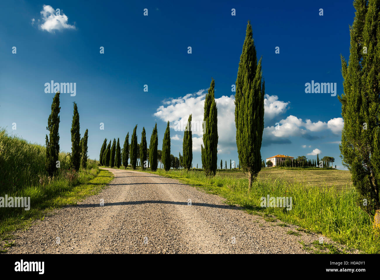 Cypress weg, hinter Homestead, San Quirico d'Orcia, Val d'Orcia, Toskana, Italien Stockfoto