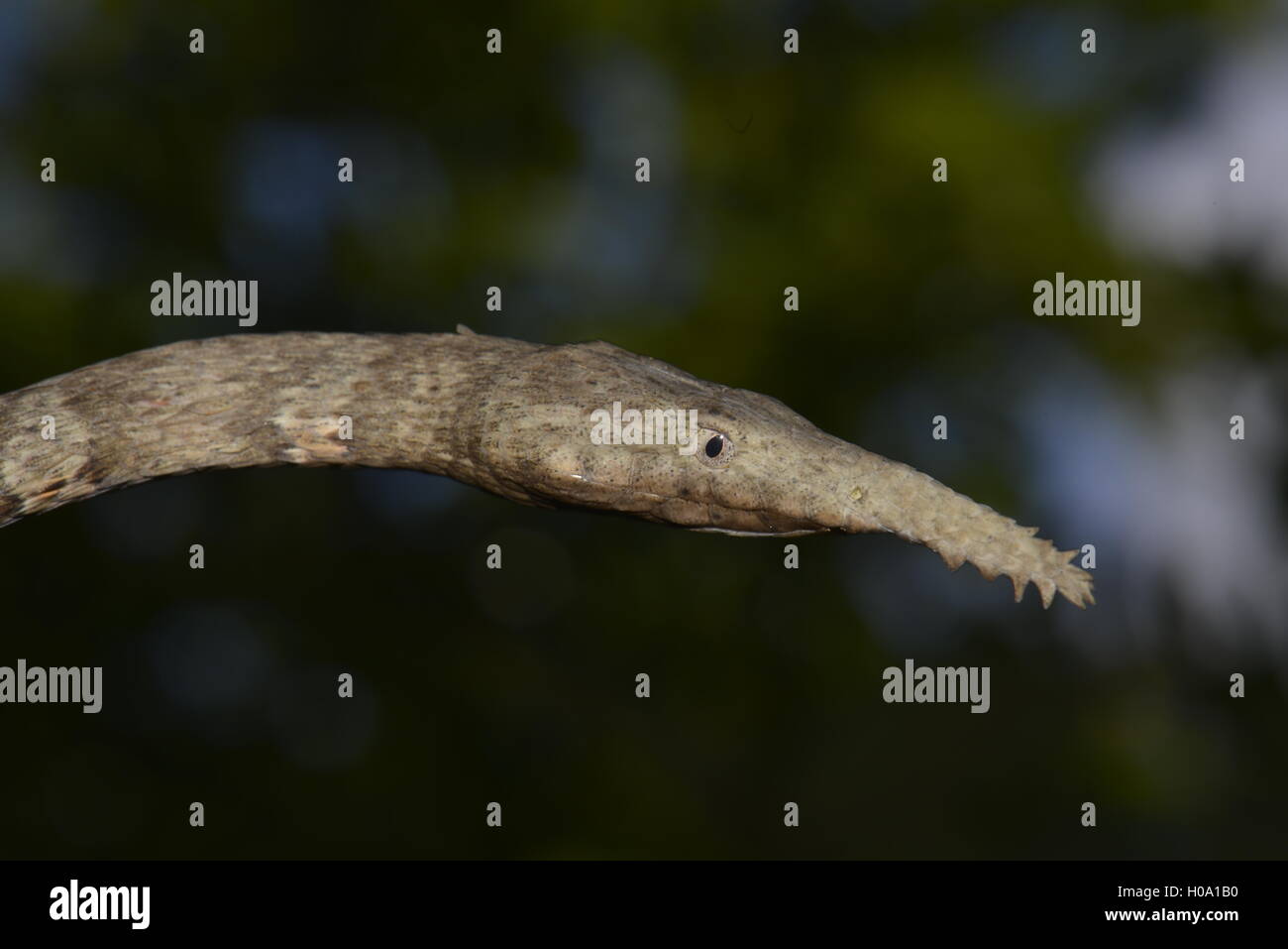 Madagaskar oder Madagassischen leaf-gerochene Schlange (Langaha madagascariensis), Weibliche in trockenen Wald, südwestlichen Madagaskar Stockfoto