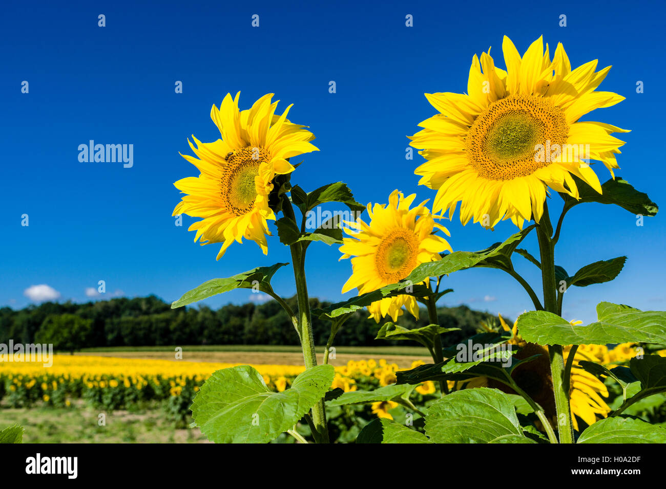 Blüten der gemeinsamen Sonnenblumen (Helianthus annuus), Sachsen, Deutschland Stockfoto
