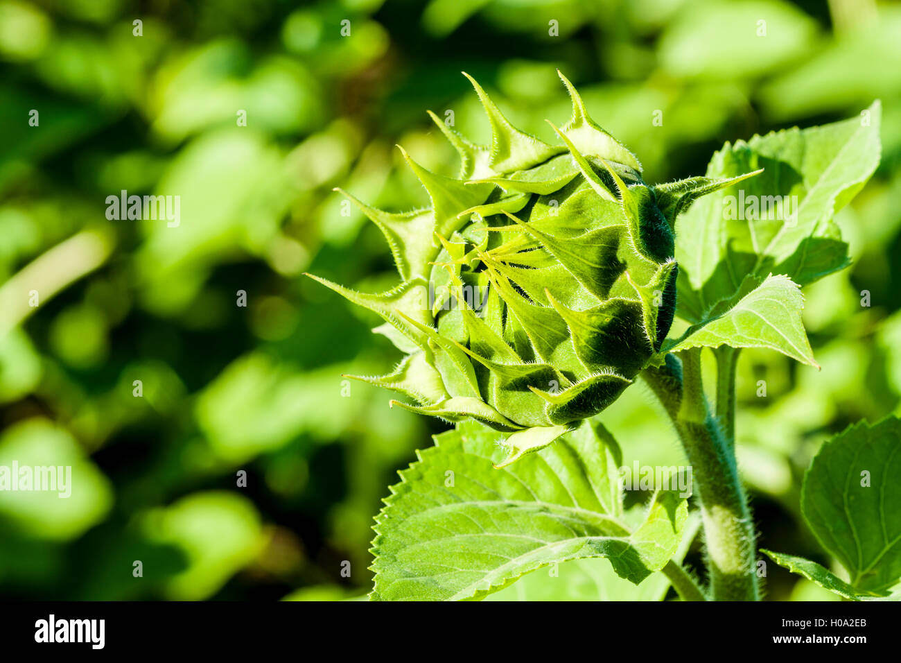 Geschlossene Blüte der Sonnenblume (Helianthus annuus), Sachsen, Deutschland Stockfoto
