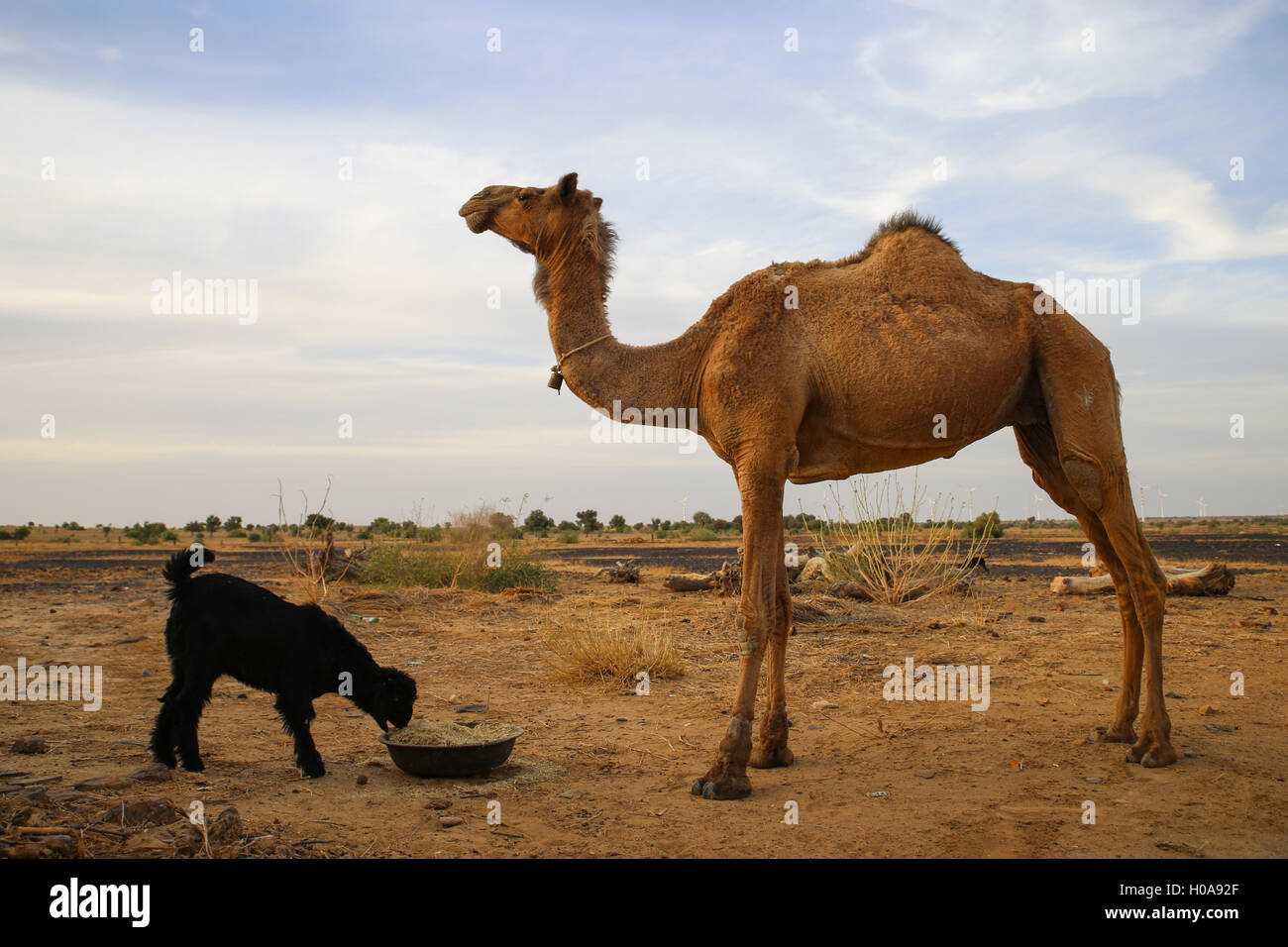 Ausflug in die Wüste Thar, Rajasthan Indien - 19.04.2016 - Indien / Rajasthan / Jaisalmer - der Thar-Wüste erstreckt sich über 200 000 km 2 um Jaisalmer. Die alten nomadischen Stämme sind für die meisten von ihnen jetzt niedergelassen. Die Bhil gehören zu den unantastbaren Besetzung und versuchen, ihre Lebensweise zu erhalten, durch Sanierung, ihre Kunst und Kunsthandwerk und traditionelle Musik und Tänze.   -Sandrine Huet / Le Pictorium Stockfoto