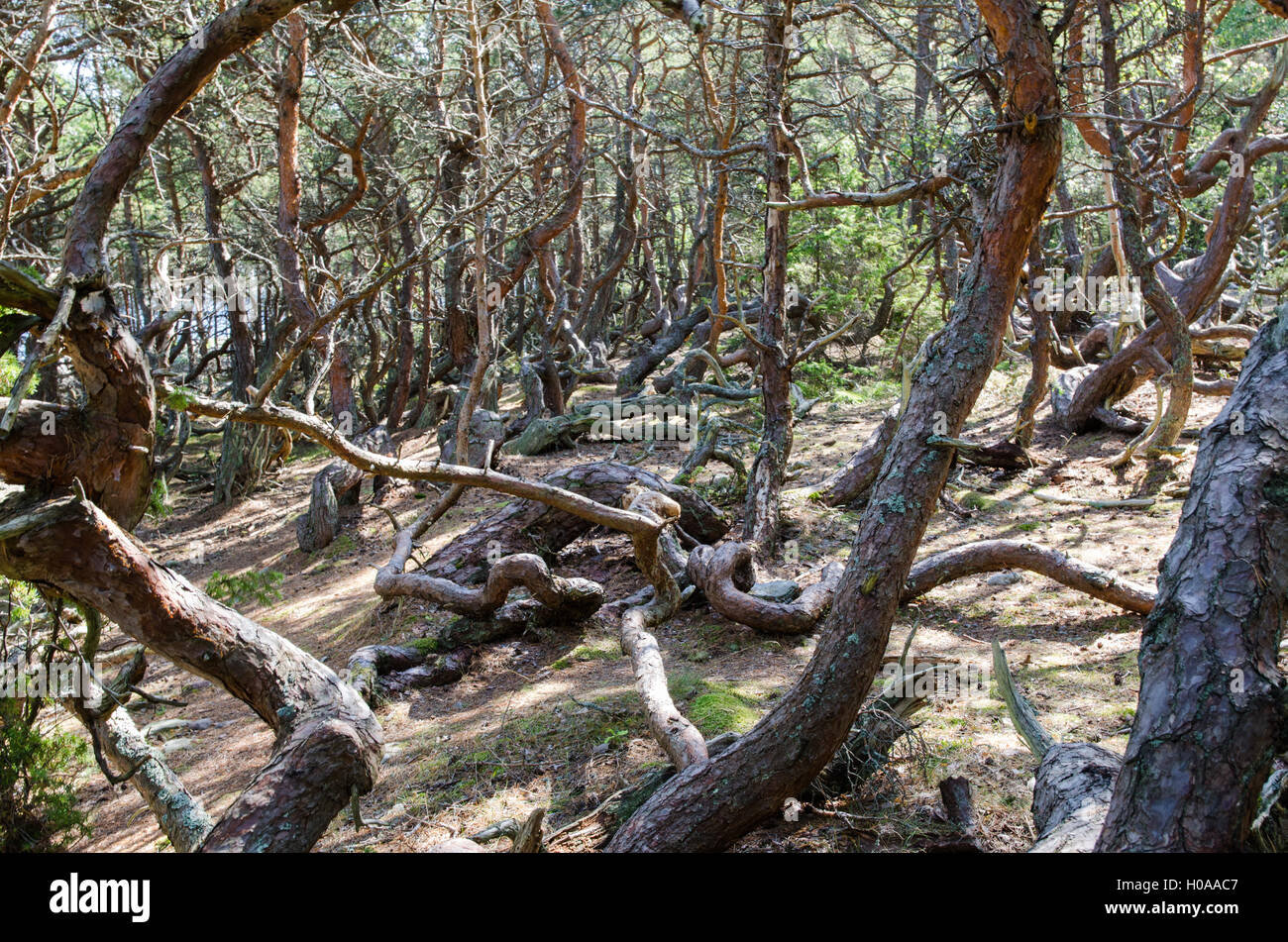 Alten windumtosten Kiefern in einem Naturschutzgebiet auf der schwedischen Insel Öland Stockfoto