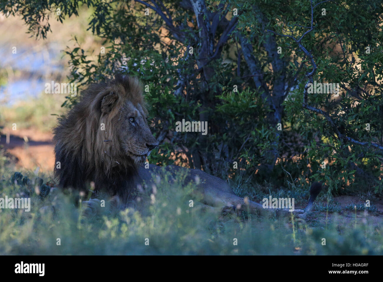 Lion entspannen im Schatten im Kruger Nationalpark in Südafrika Stockfoto