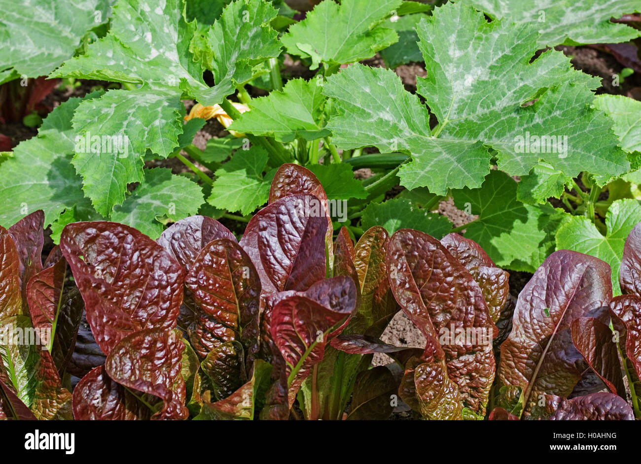 Reihe von rot-blättrig "Rosedale" Kopfsalat Pflanzen wachsen im Garten vor Zucchini Pflanzen im Sommersonnenschein, England UK Stockfoto