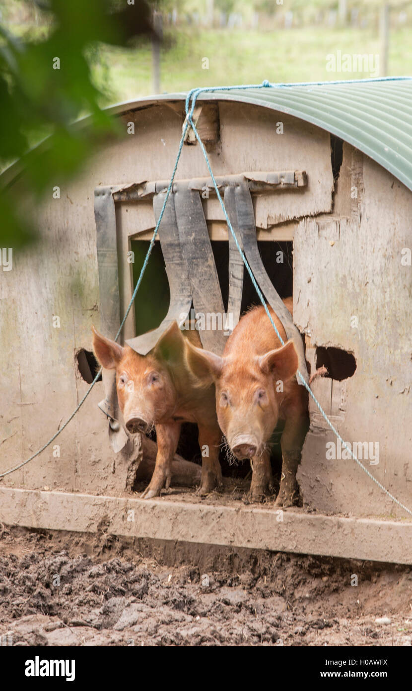 Freilandhaltung Tamworth Schweine, England, UK Stockfoto