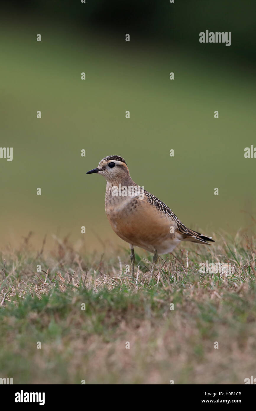 Eurasische Mornell (Charadrius Morinellus) Stockfoto