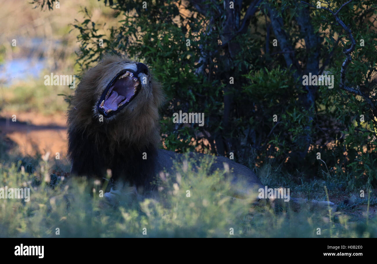 Ein männlicher Löwe brüllt im Kruger Nationalpark in Südafrika Stockfoto