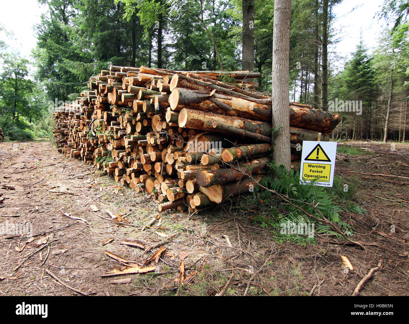 Wald Holz Operations Management Protokollierung Stockfoto