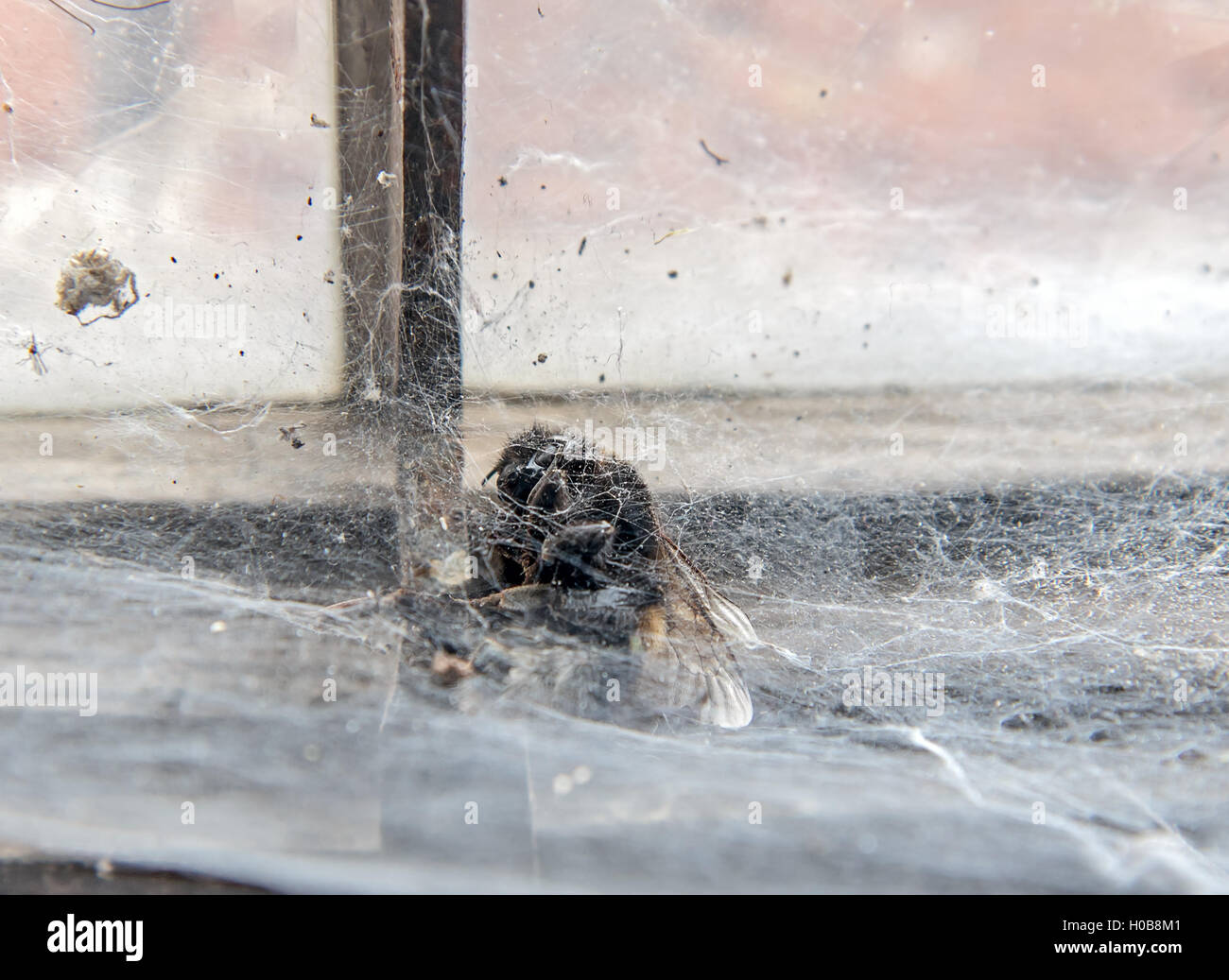 Hummel, gefangen in einem Spinnennetz am Fenster Stockfoto