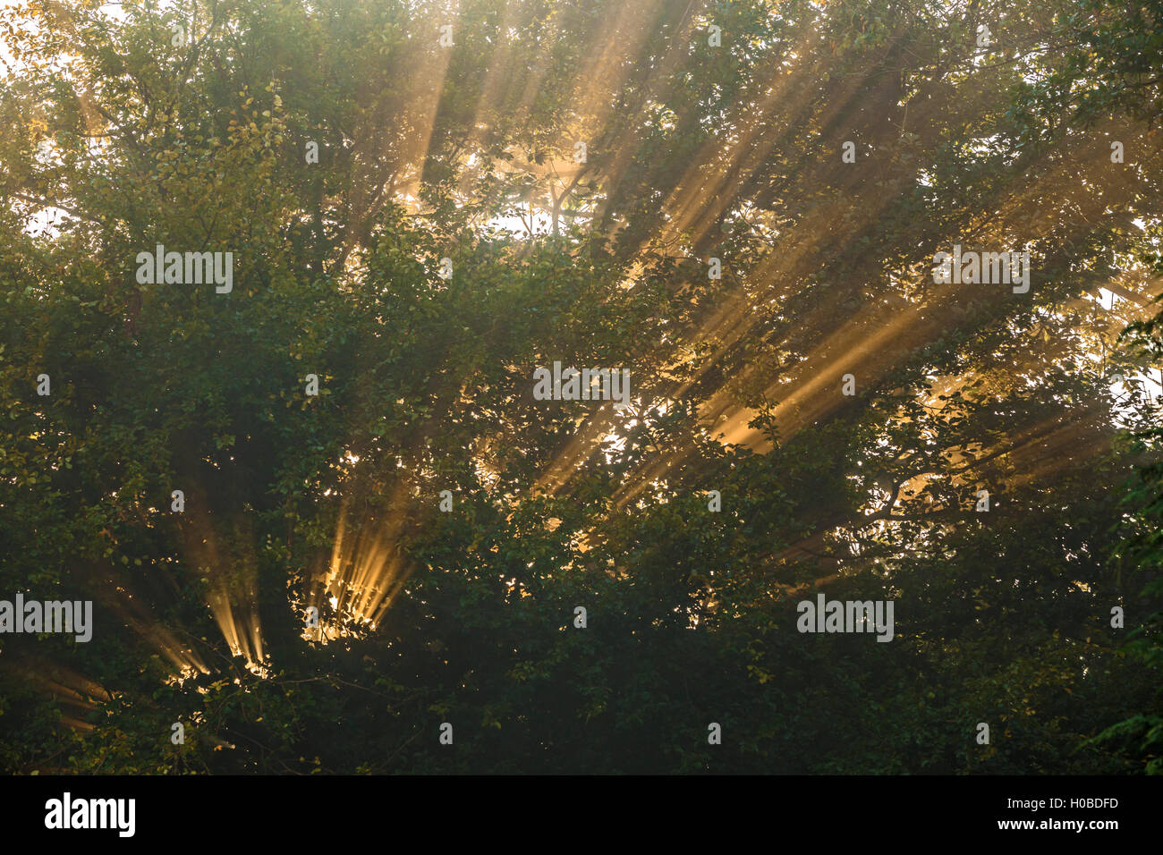 Sonnenstrahlen durch die Baumkronen platzen. Stockfoto