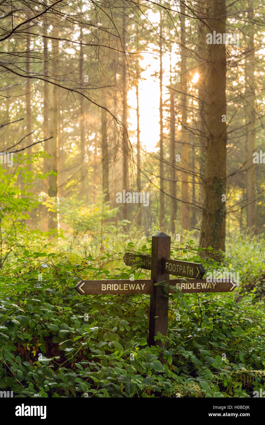 Wanderweg und Maultierweg Wegweiser in einem walisischen Wald. Stockfoto
