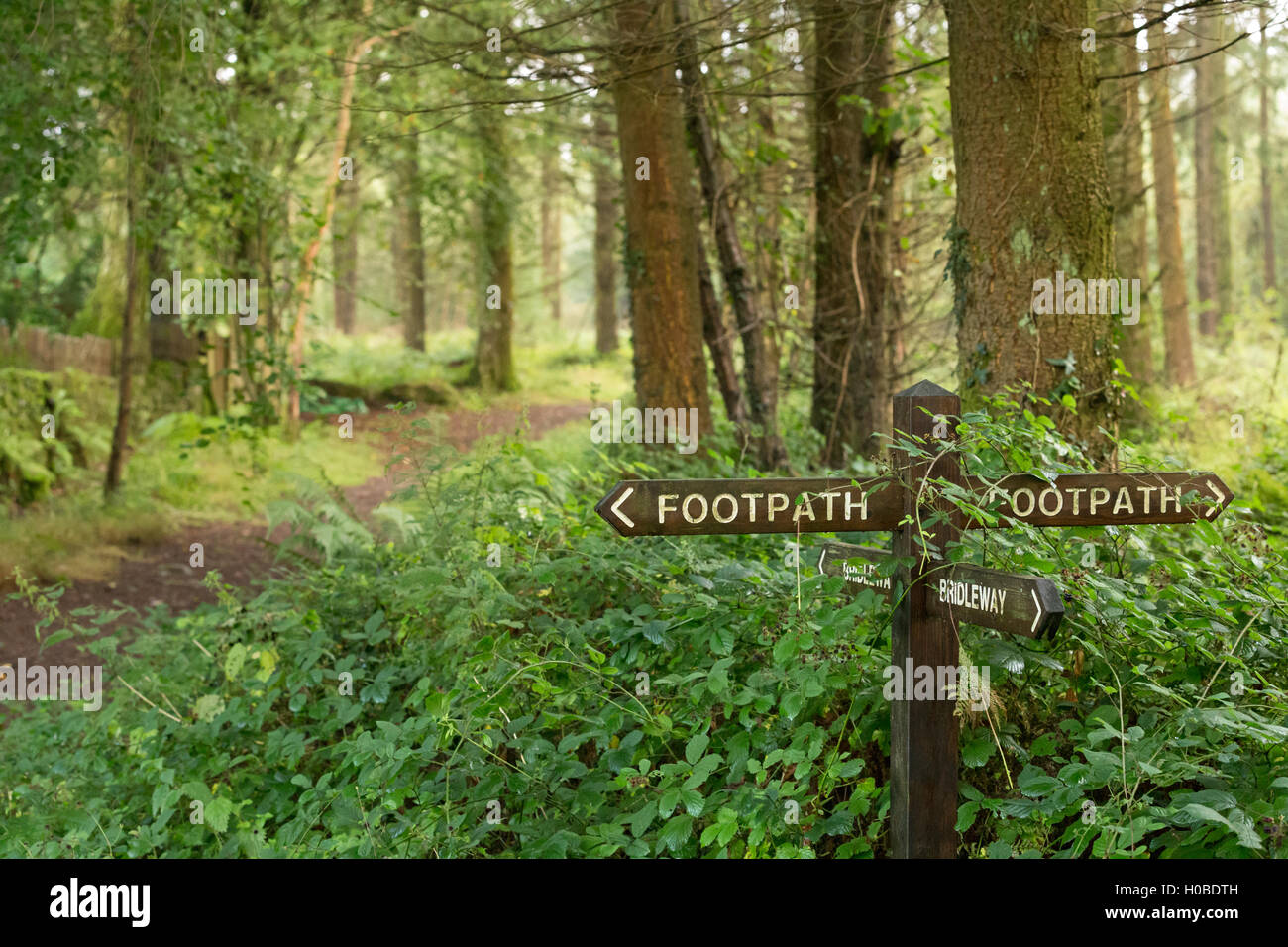 Wanderweg und Maultierweg Wegweiser in einem walisischen Wald. Stockfoto