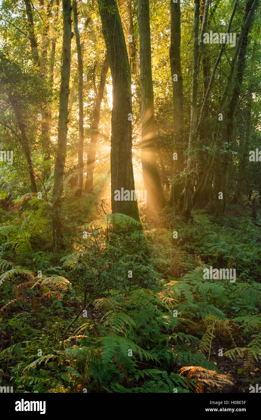 Sonnenstrahlen beleuchten einen nebligen Wald. Stockfoto