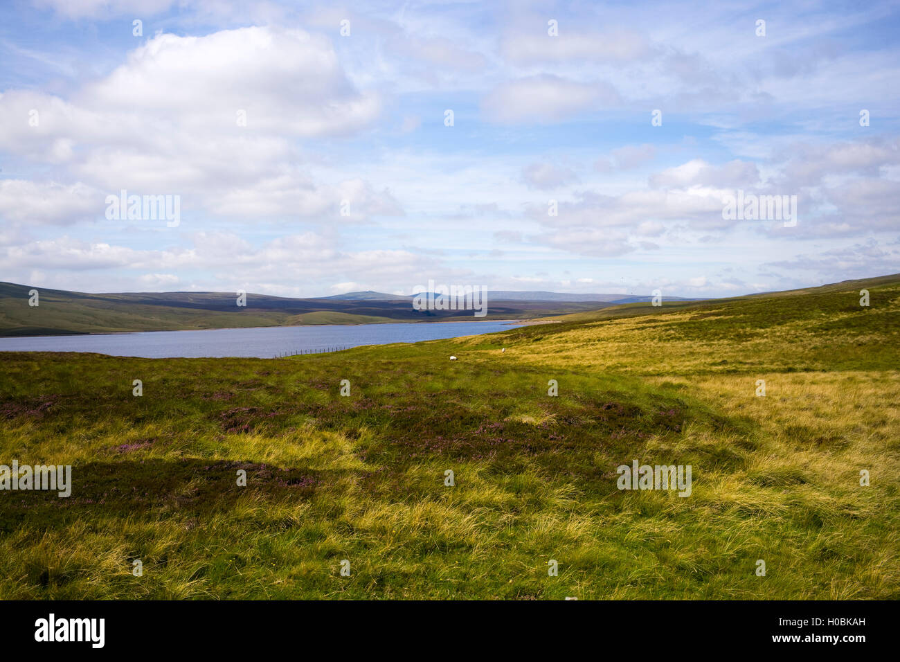 Kuh-grüne Reservoir, obere Teesdale National Nature Reserve, Durham, England, UK Stockfoto