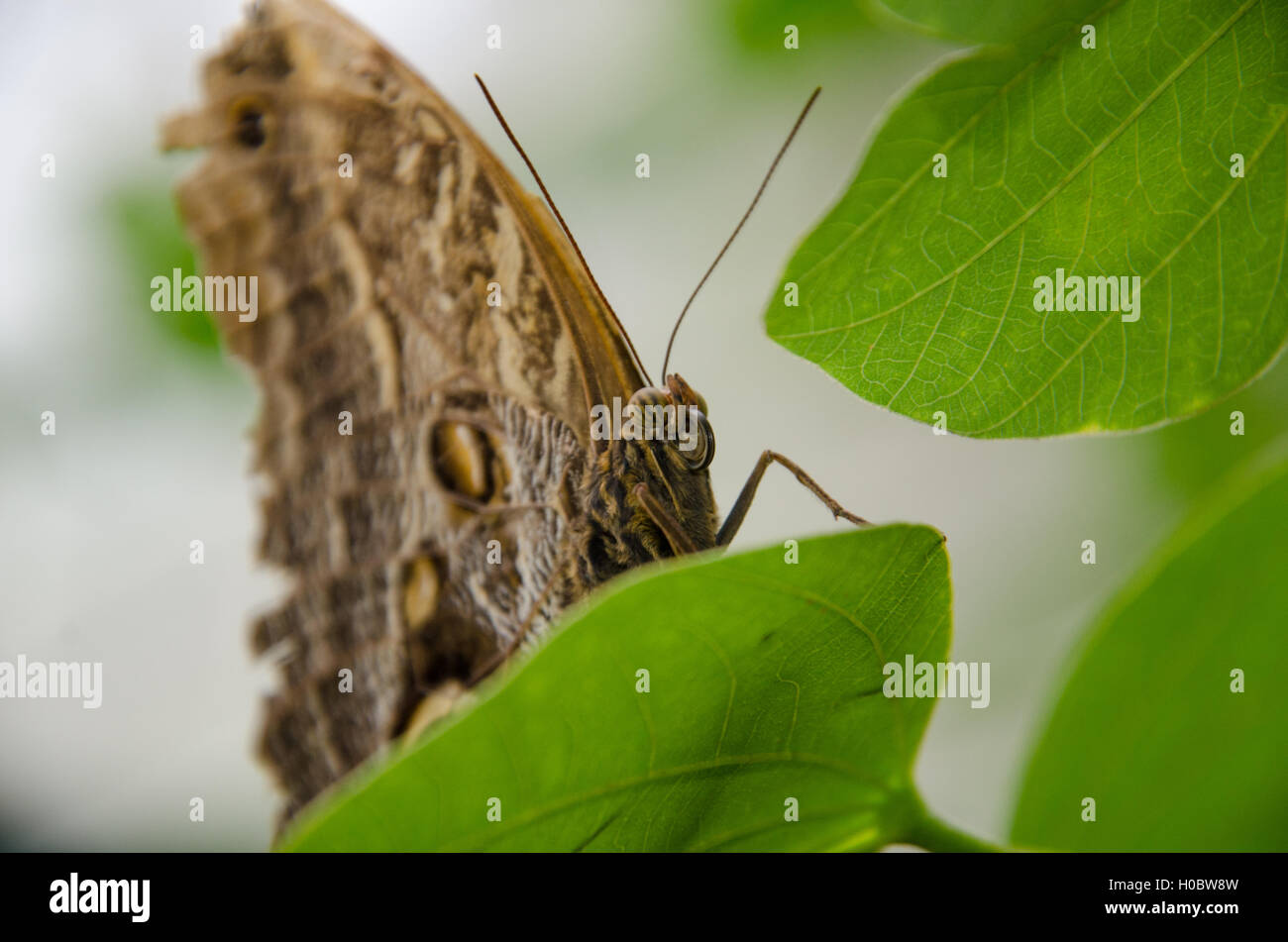 Riesen Eule Schmetterling sitzt auf einem Blatt Stockfoto