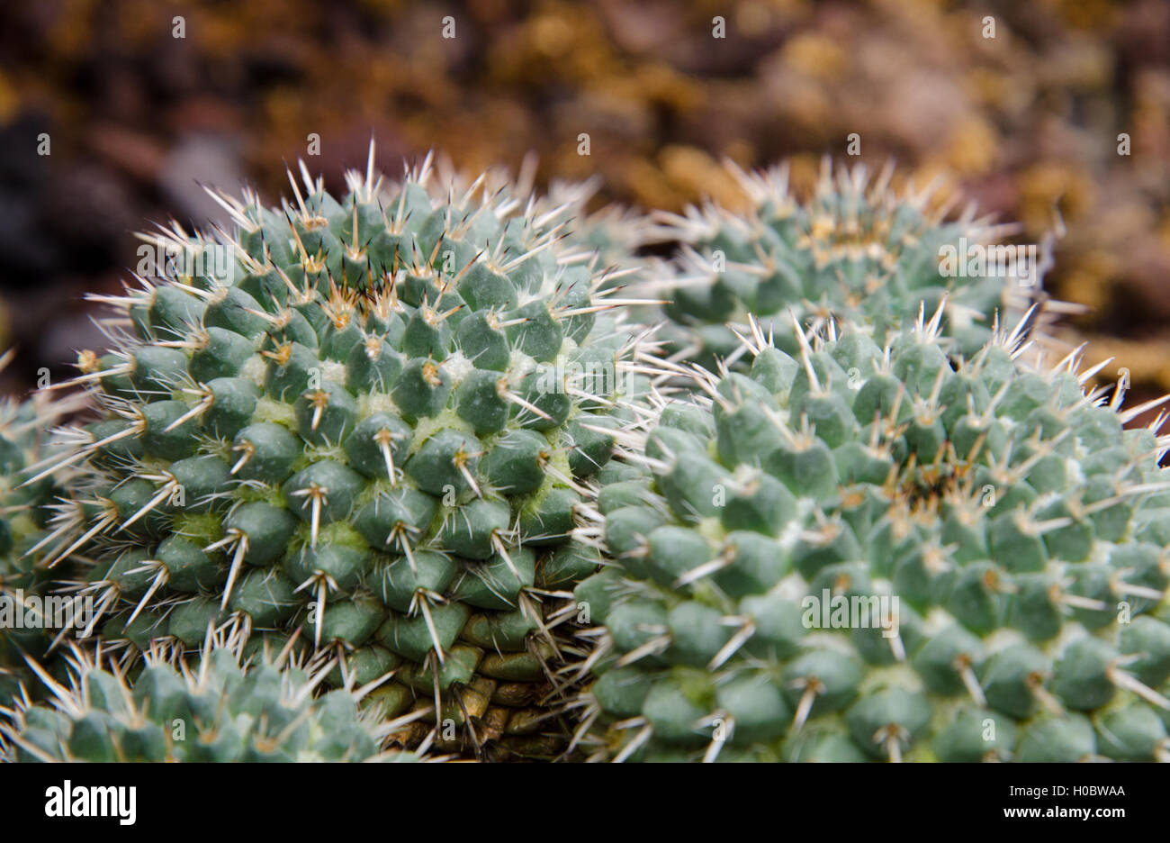 Nahaufnahme von Mammillaria Compressa Kaktus Stockfoto