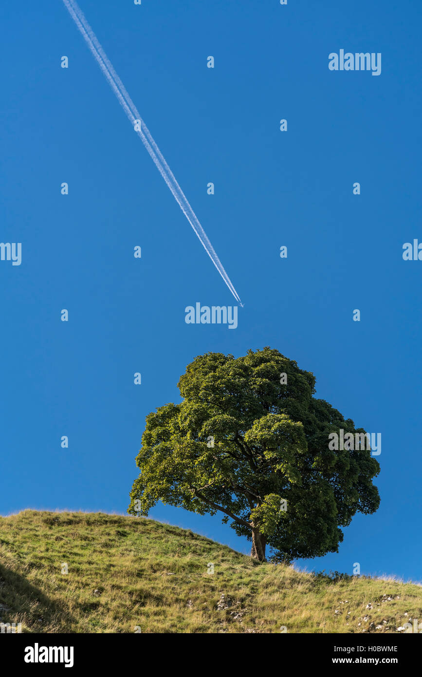 Flugzeug vapour Trail über einen klaren blauen Himmel. Ein einsamer Baum im Hinblick auf einem Hügel. Stockfoto