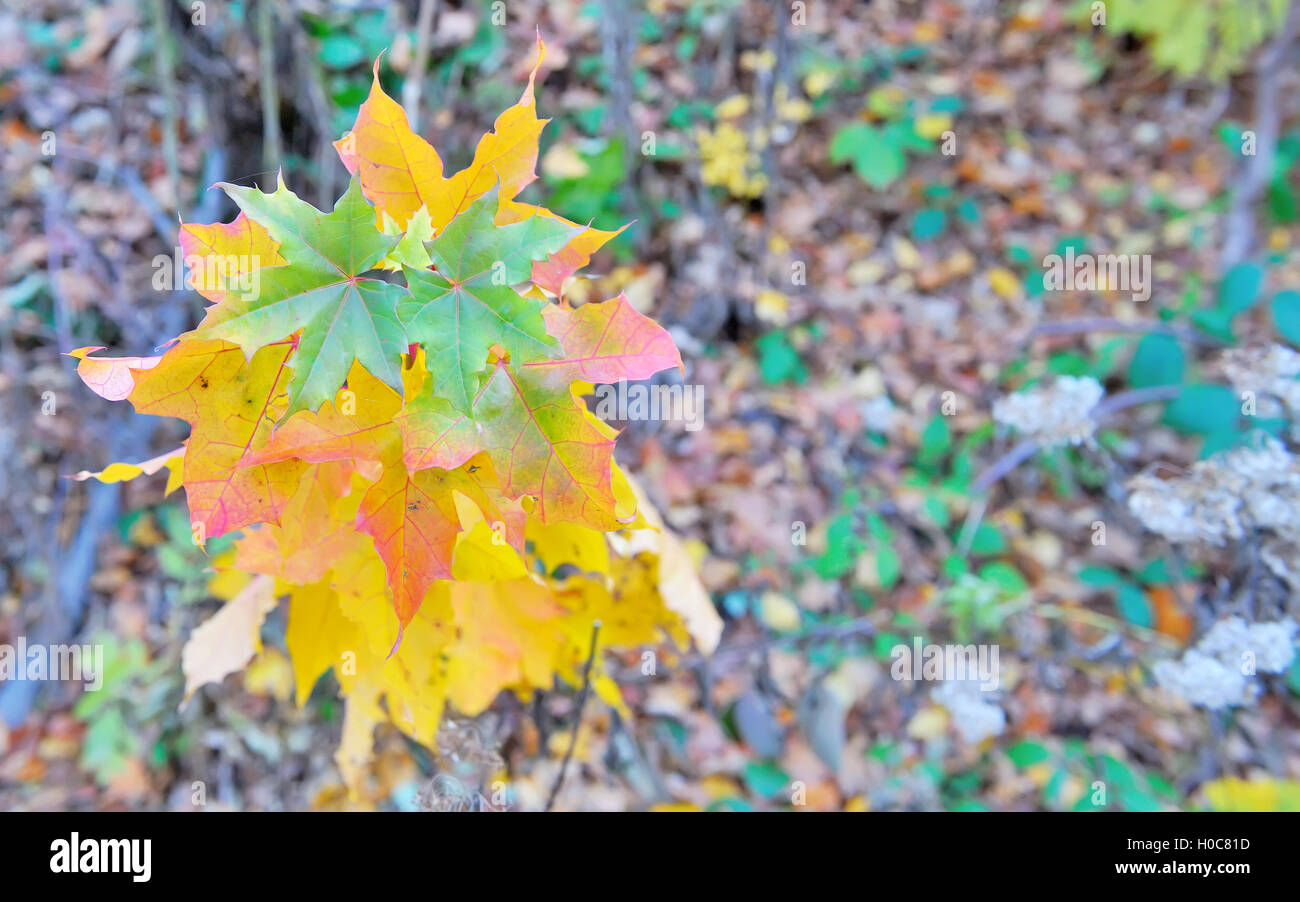Makro-Blätter im herbstlichen Wald Stockfoto