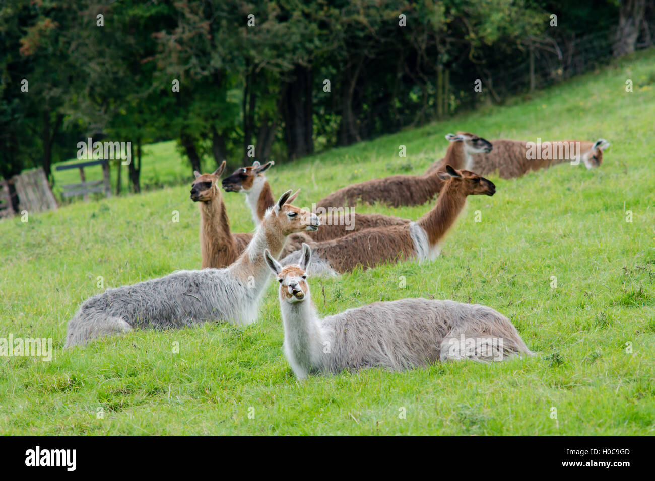 Herde von Lamas Weiden zu sitzen. Domestizierter Camelids für Wolle, kauen wiederkäuen und Essen Grass in der britischen Landschaft angehoben Stockfoto